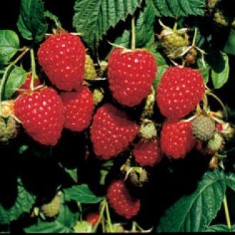 Himbo-Top™ Raspberry Plants